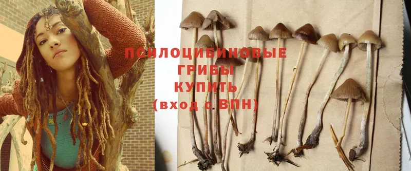 Псилоцибиновые грибы Psilocybe  Алдан 